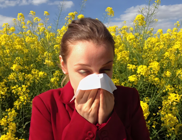 How long does seasonal rhinitis last
